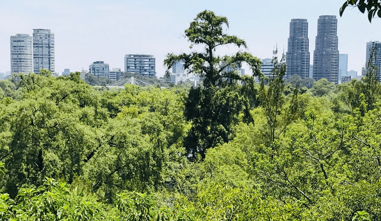 alfa 111 - Blog - Lomas de chapultepec